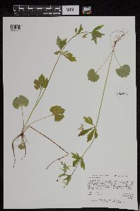 Image of Ranunculus abortivus