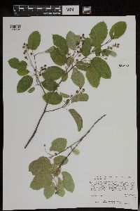 Amelanchier spicata image