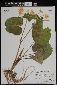 Caltha palustris image