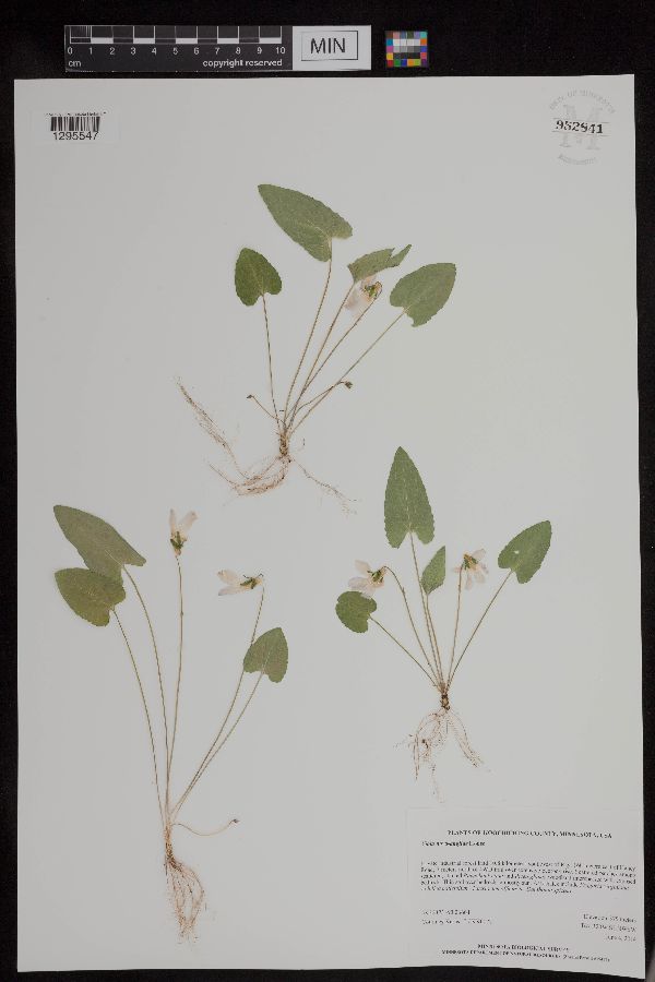 Viola grisea image