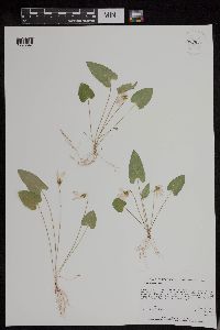 Image of Viola grisea
