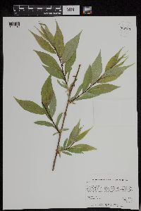 Salix lucida image