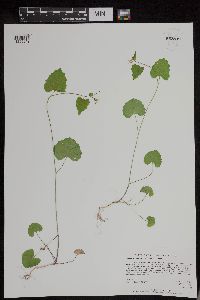 Alliaria petiolata image