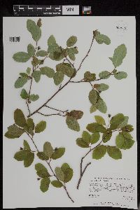 Amelanchier bartramiana image