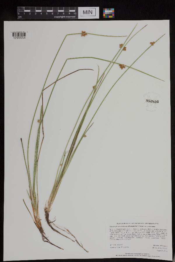 Schoenoplectiella purshiana image