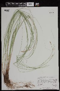 Thumbnail image of current specimen