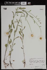 Leucanthemum vulgare image