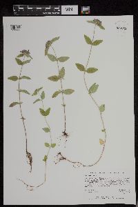 Clinopodium vulgare image