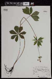 Sanicula marilandica image