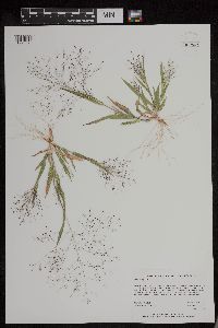 Panicum capillare subsp. capillare image
