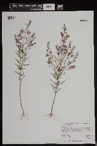Agalinis tenuifolia image