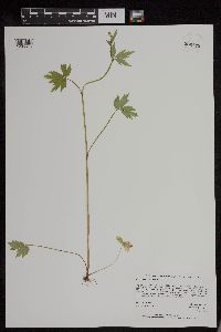 Ranunculus recurvatus image