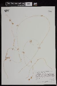 Cuscuta gronovii image