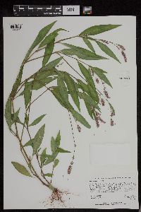 Persicaria maculosa image