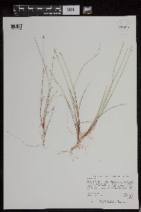 Carex pauciflora image