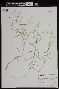 Campanula aparinoides image