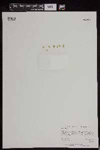 Image of Lemna minor