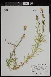 Media resource of Linaria vulgaris