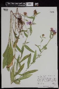 Centaurea x moncktonii image