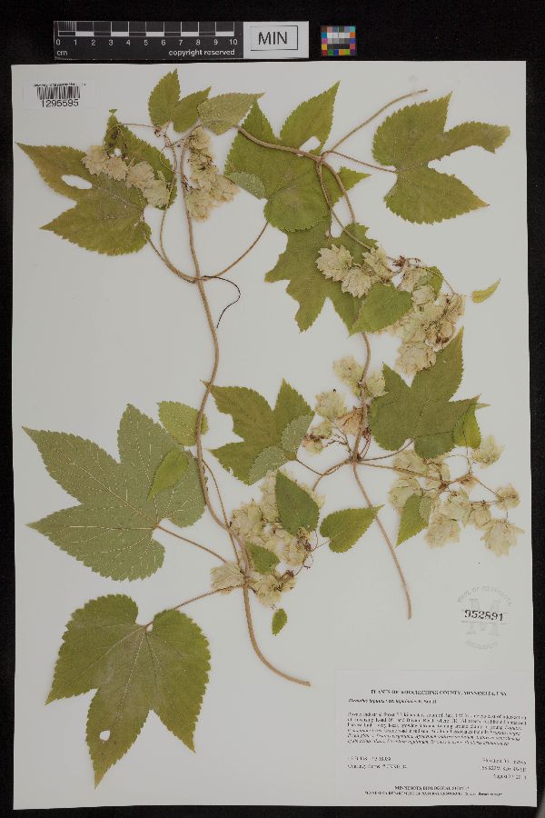 Humulus lupulus var. lupuloides image
