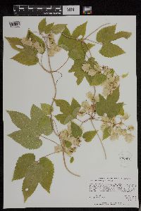 Humulus lupulus image