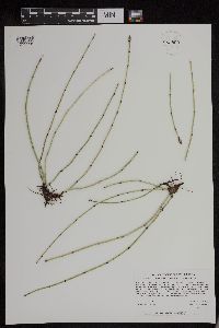 Equisetum variegatum subsp. variegatum image