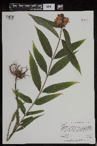 thumbnail image of current specimen