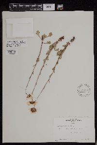 Arctanthemum arcticum subsp. arcticum image