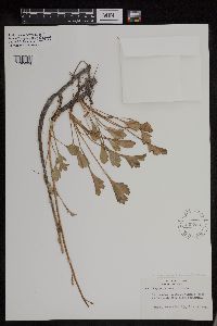 Arctanthemum arcticum subsp. arcticum image