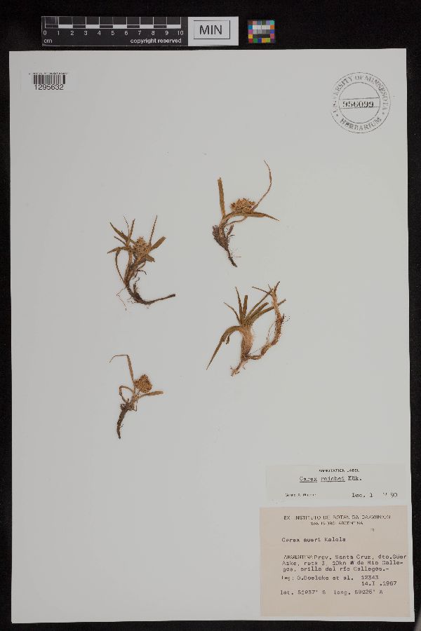 Carex lateriflora image