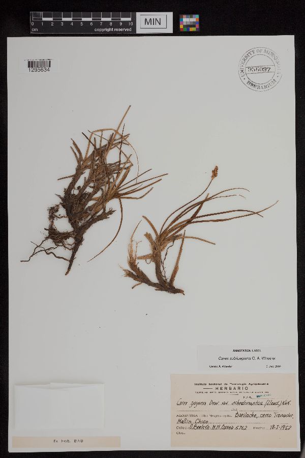 Carex subfuegiana image