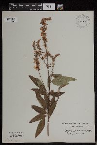 Desmodium canadense image