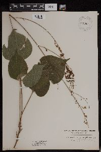 Desmodium cuspidatum image