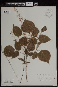 Hylodesmum nudiflorum image