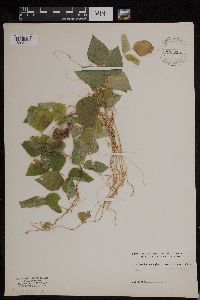 Amphicarpaea bracteata image