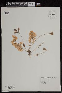 Robinia pseudoacacia image