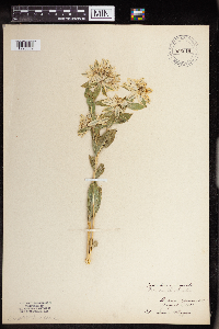 Euphorbia marginata image