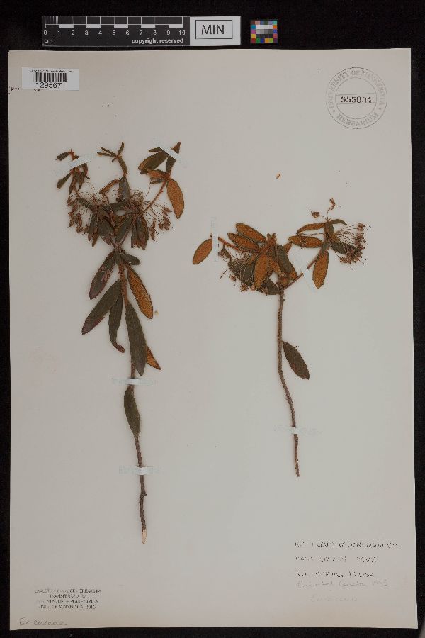 Rhododendron groenlandicum image