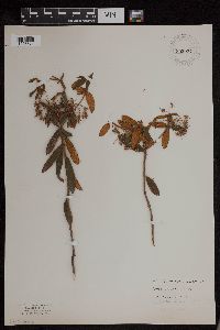 Image of Rhododendron groenlandicum