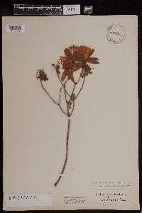 Rhododendron groenlandicum image