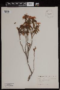 Rhododendron groenlandicum image