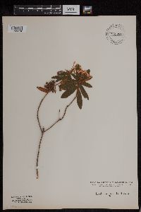 Rhododendron groenlandicum image