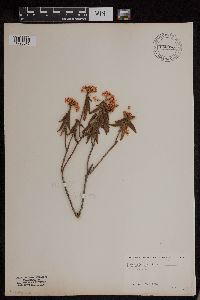 Rhododendron groenlandicum image