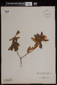 Rhododendron groenlandicum image