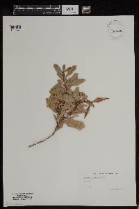 Rhododendron groenlandicum image