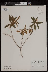 Rhododendron groenlandicum image