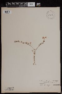Image of Vaccinium oxycoccos