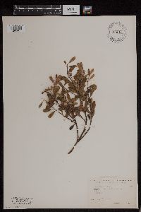 Arctostaphylos uva-ursi image