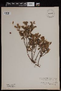 Arctostaphylos uva-ursi image