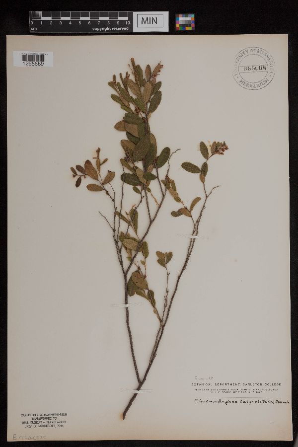 Chamaedaphne calyculata image